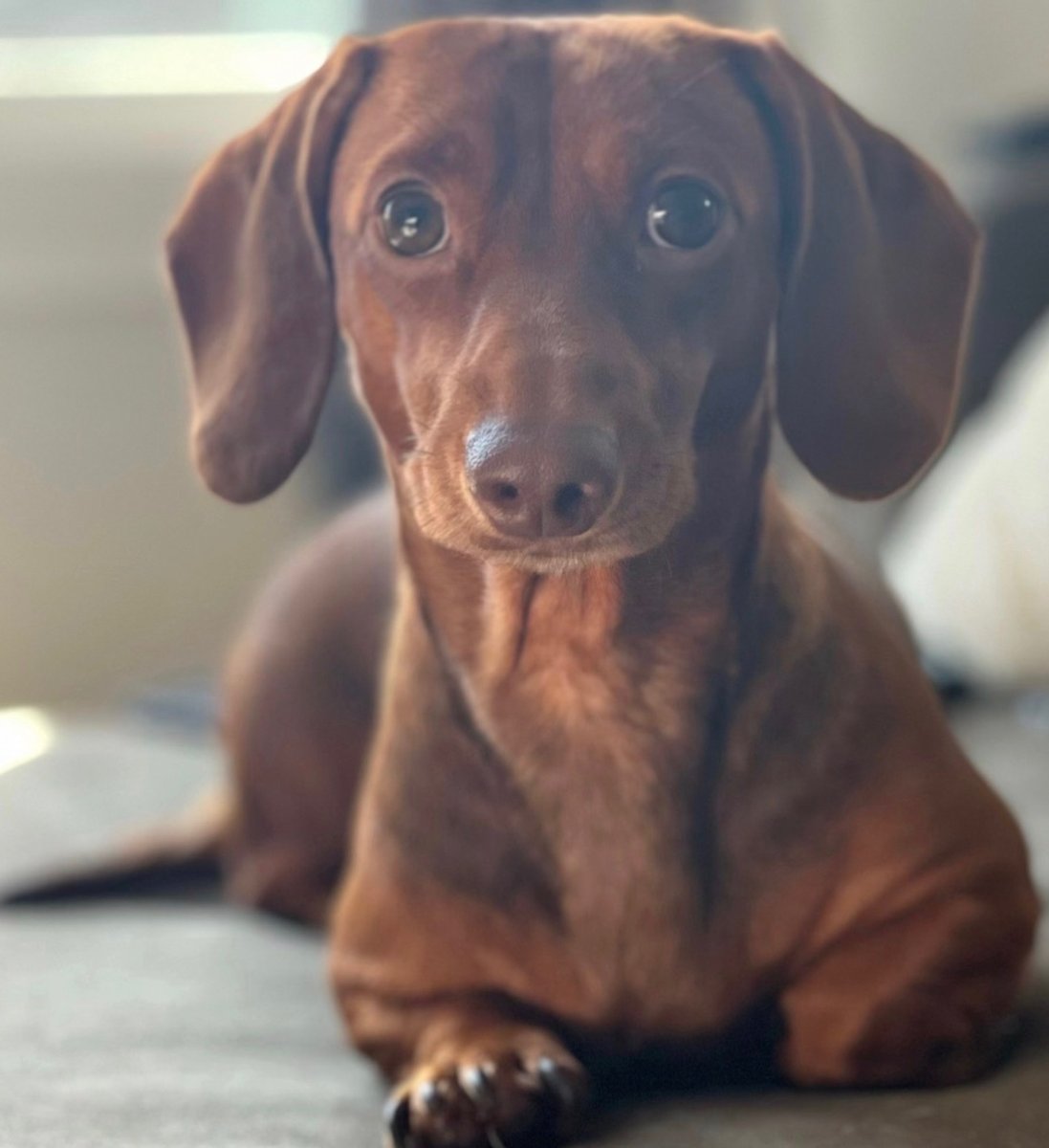Millie, the real dog