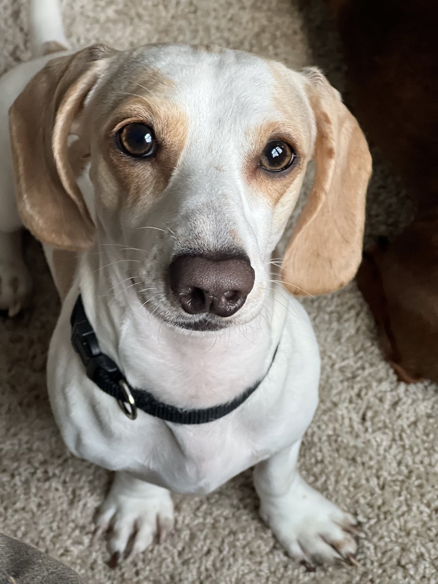 Obi, the real dog
